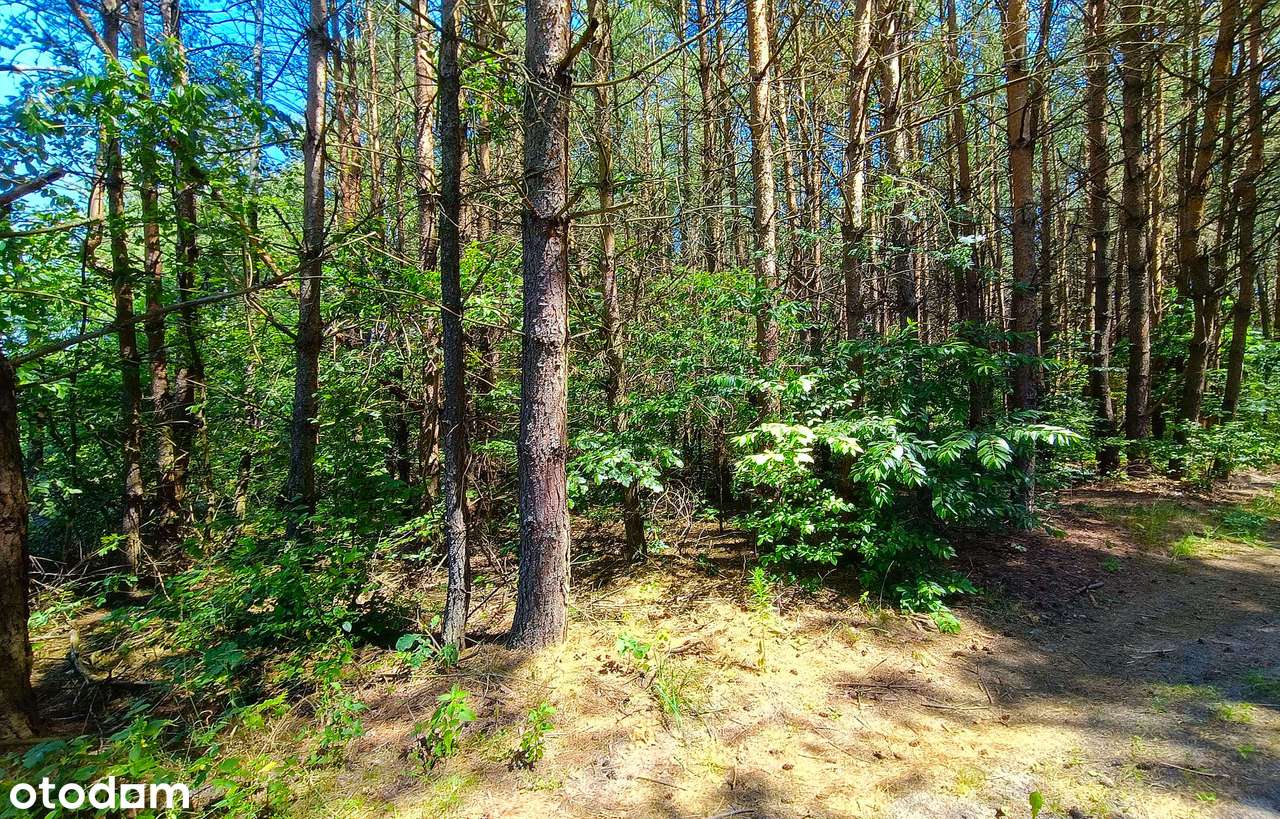 Działka leśna na Roztoczu - Pełny obrazek: 4/8