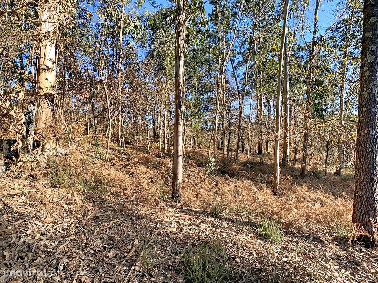 Terreno em Moreira do Rei-4