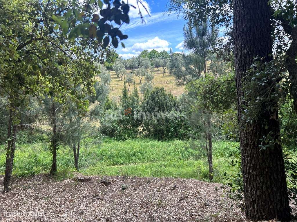 2 Terrenos rústicos - Pardielas, Ferreira do Zêzere - Grande imagem: 5/8