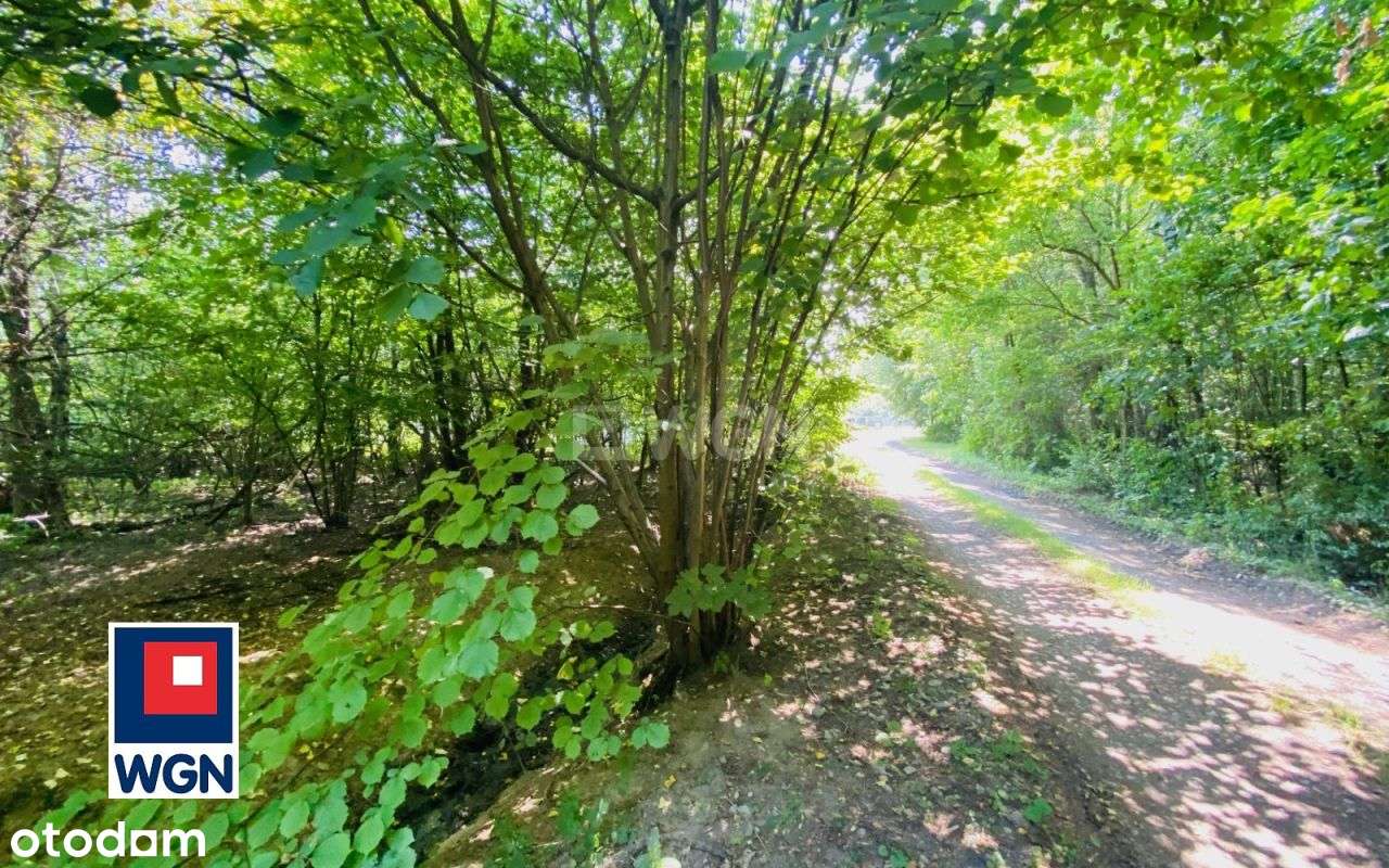 Klimatyczna działka przy lesie Kazimierz Górniczy-5