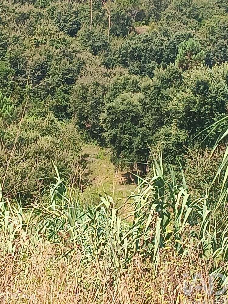 Terreno em Alcobaça e Vestiaria de 12200,00 m2 - Grande imagem: 2/10