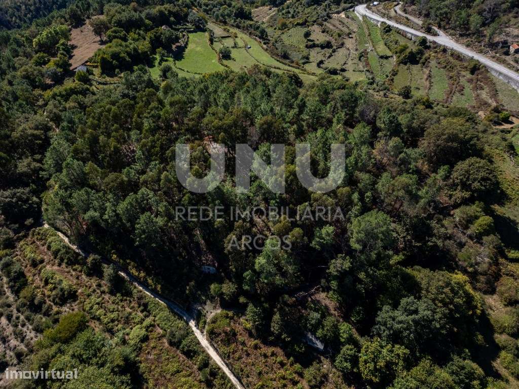 Bouça com carvalhos, pinheiros e castanheiros. - Grande imagem: 4/6