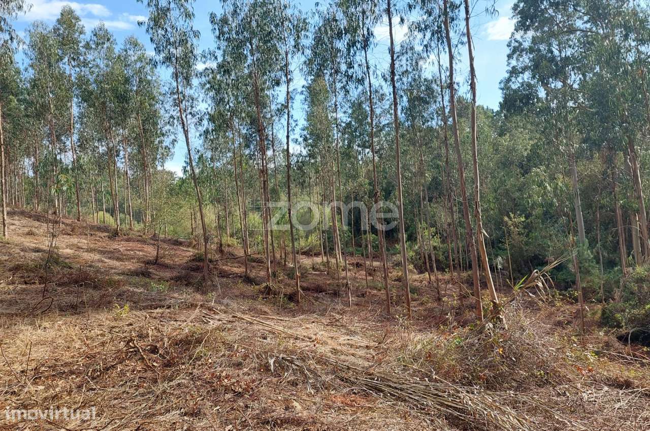 Terreno urbanizável com mais de 8500m2 nos Chãos, a 5 min. de Alcob... - Grande imagem: 5/24