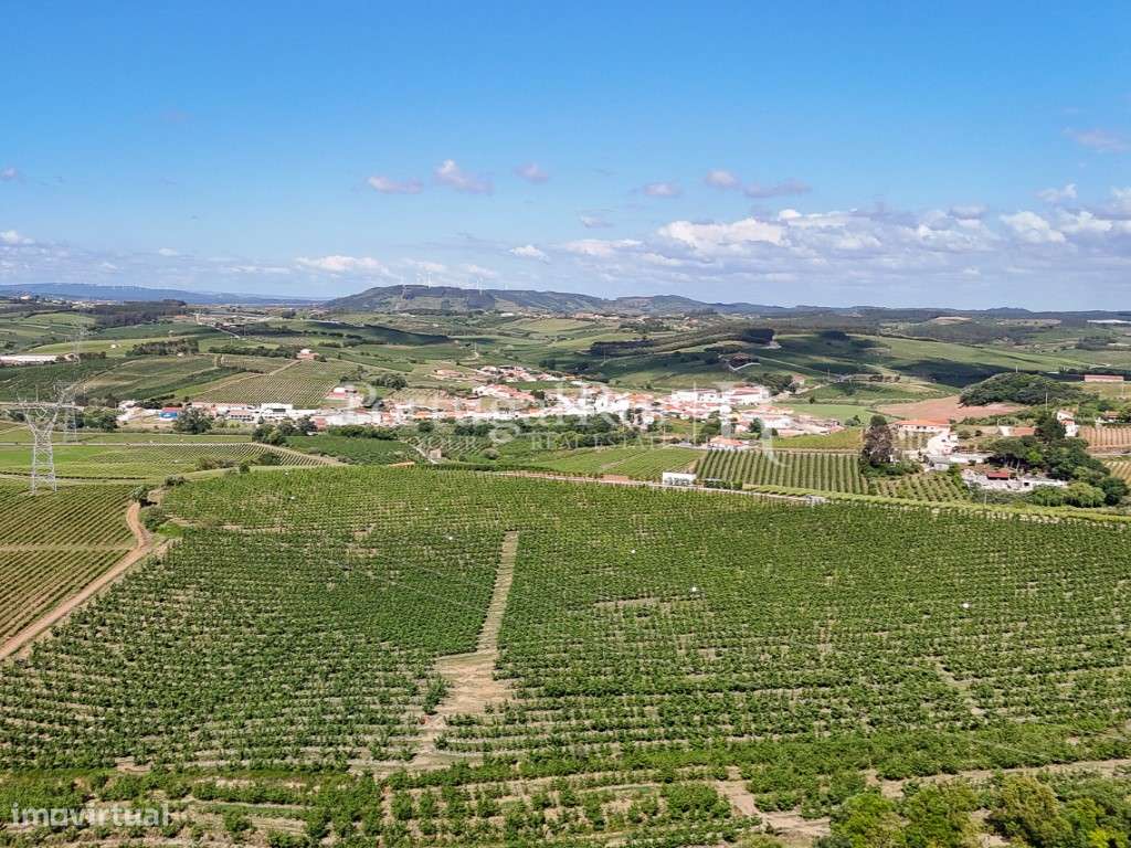 Exploração Agrícola com 37 ha e produção de Pera Rocha no Cadaval-6