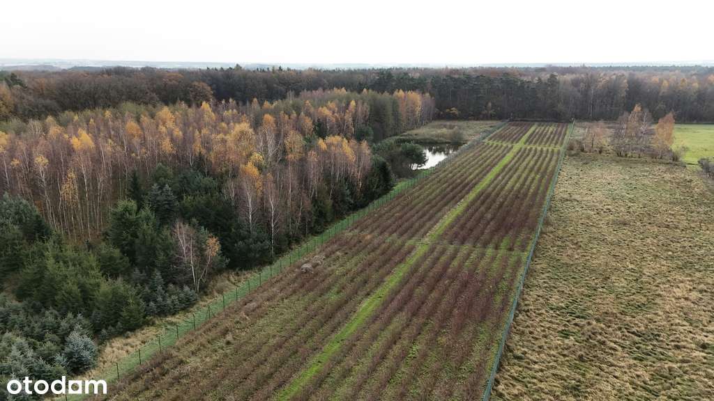 Działka inwestycyjna - uprawa borówek k.Kalisza-8