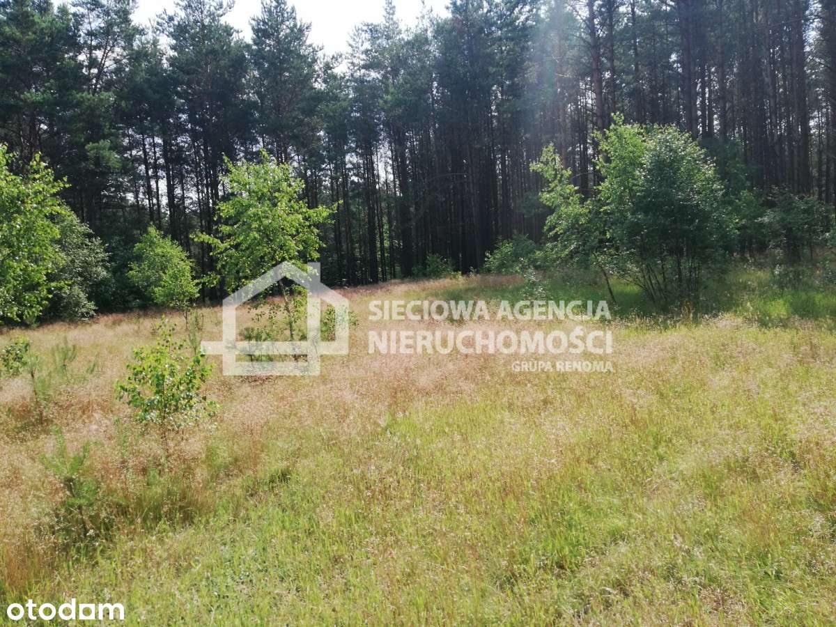 Działka na leśnej polanie Oaza Ciszy spokój 6400m - Pełny obrazek: 4/4