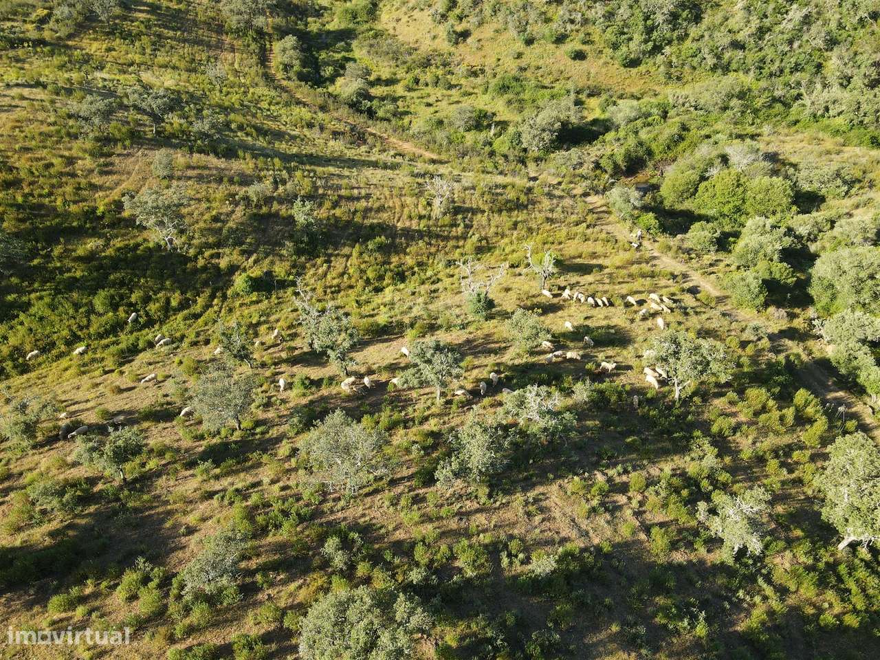 Terreno Rústico  Venda em Ourique,Ourique - Grande imagem: 3/31