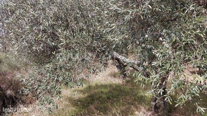 Terreno Rústico / Fundão, Capinha - Grande imagem: 5/13