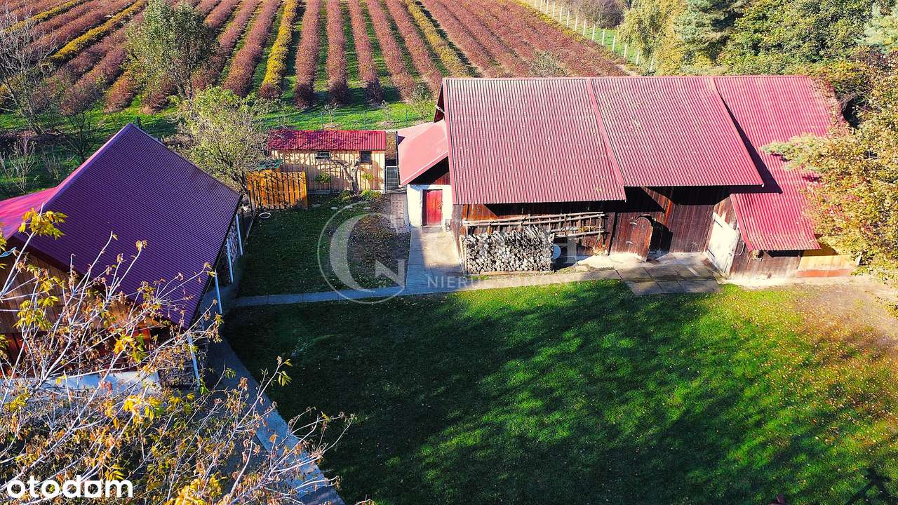 Zadbane siedlisko z prosperującą plantacją jagody kamczackiej.-9