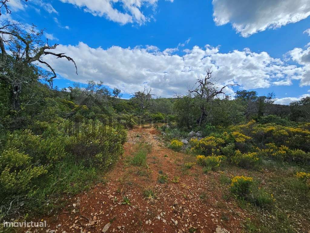 Terreno rústico junto a estrada a 5 minutos de Loulé - Grande imagem: 3/6