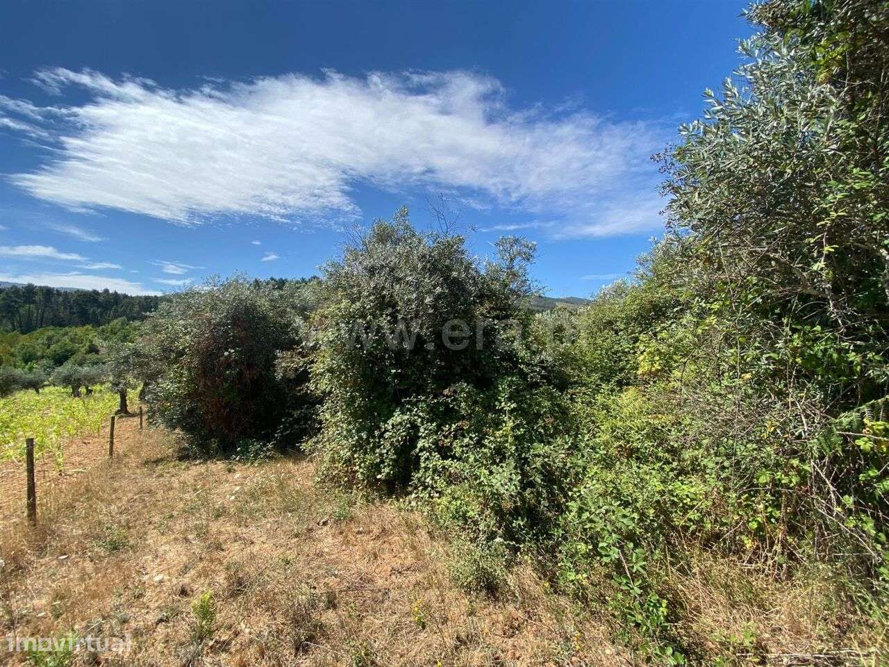 Terreno Rústico / Fundão, Castelejo - Grande imagem: 4/5