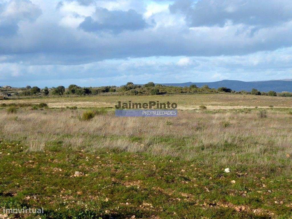 Terreno 210 000m2 p/ novas plantações, F. C. Rodrigo. Portugal, Gua... - Grande imagem: 4/8