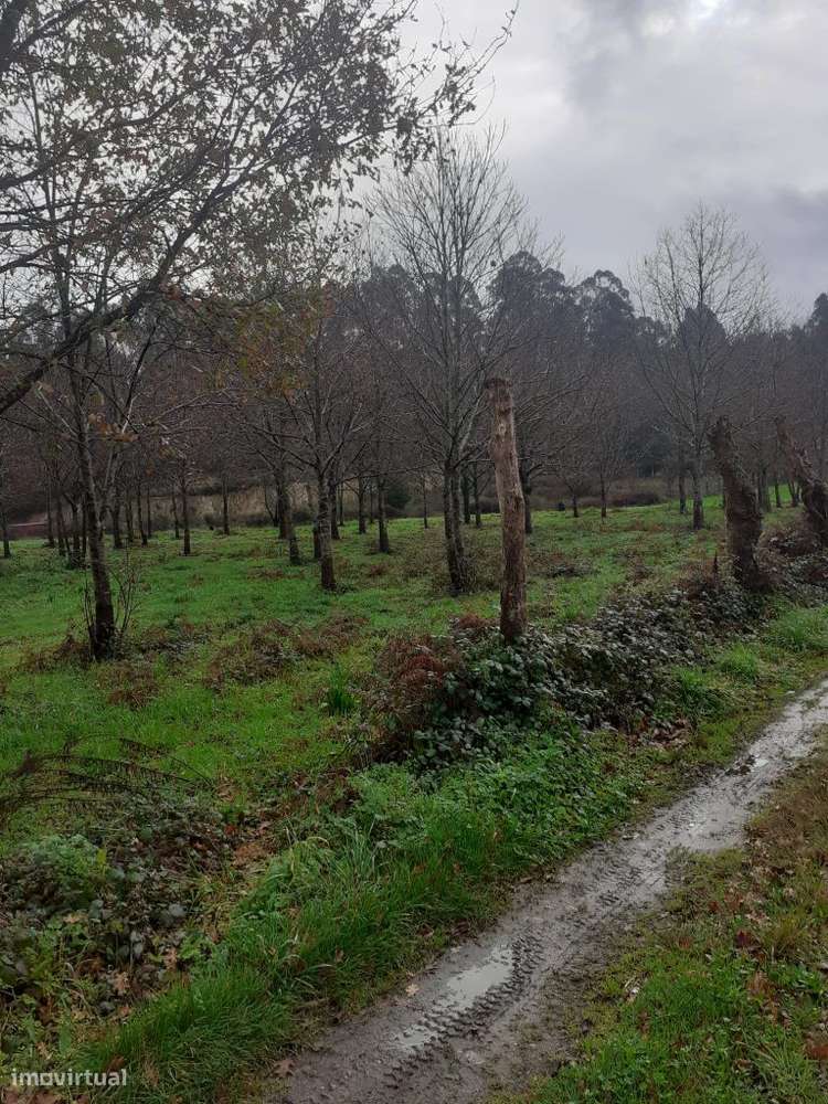 Oportunidade de Negócio | Terreno para Agricultura - Grande imagem: 4/13