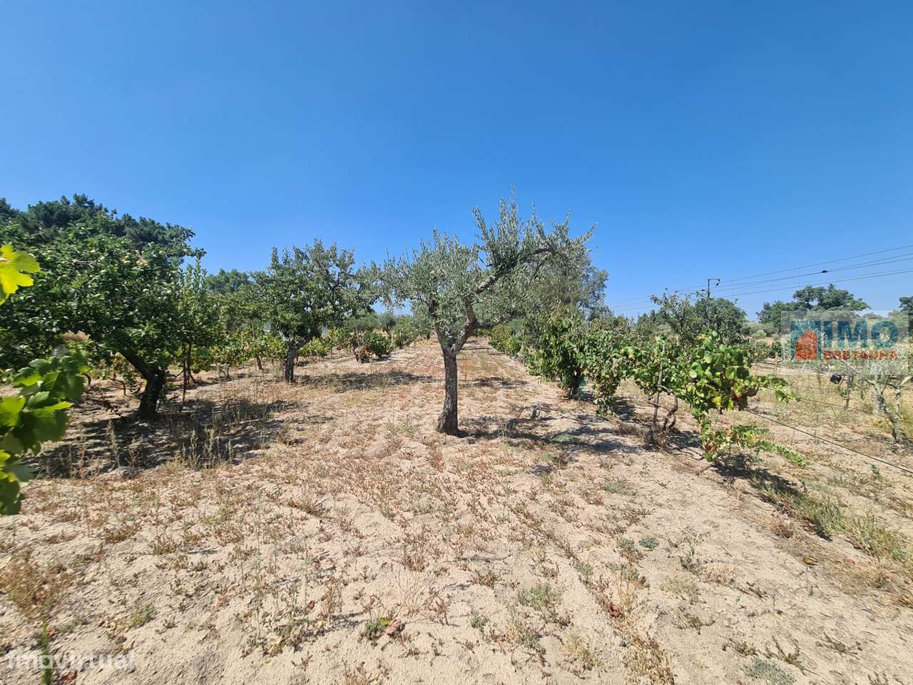 Quinta na Lardosa - Grande imagem: 5/12