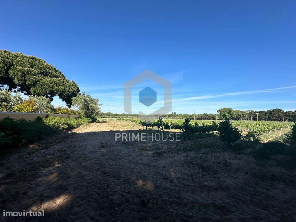 Propriedade com 60.000 m2 com localização sublime , em Azeitão - Grande imagem: 4/52