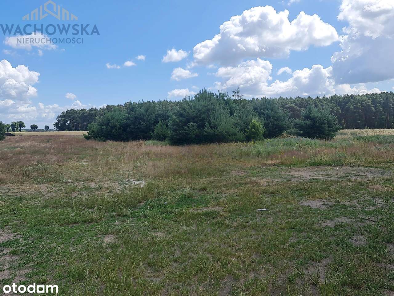 Działka 3053m2 - Głogusz gm. Sulechów - Pełny obrazek: 5/6