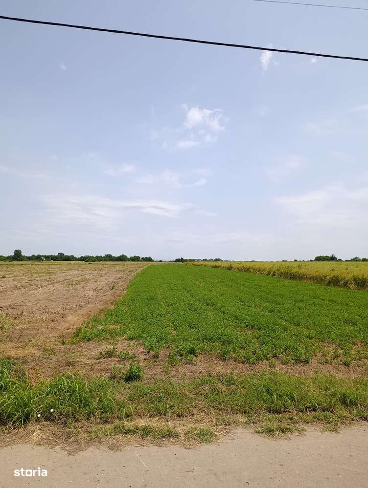 Teren 21.6ha, Ilfov-Nuci, P.U.Z. Hale, Investitie tip Greenfield.-6