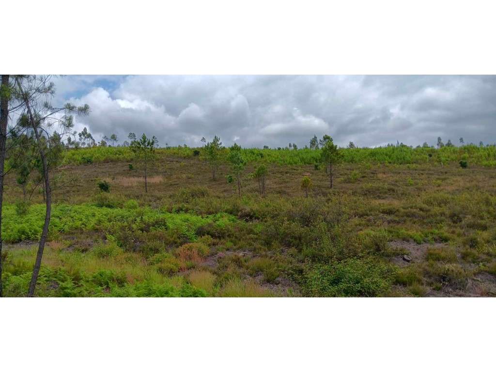Terreno Rústico com 101.160 m² em Mação - Cabeço da Cruz - Grande imagem: 2/15