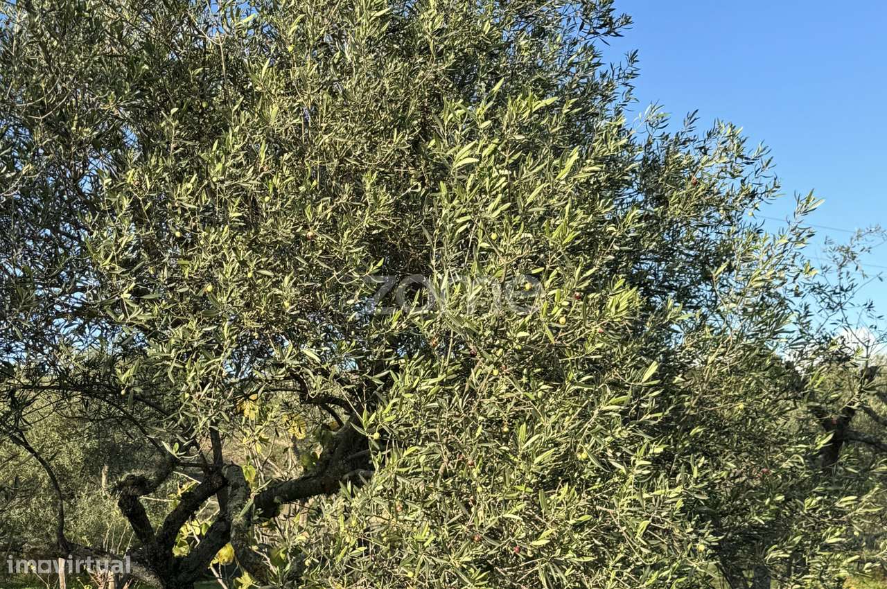 Herdade Vale do Guadiana 25HA-10