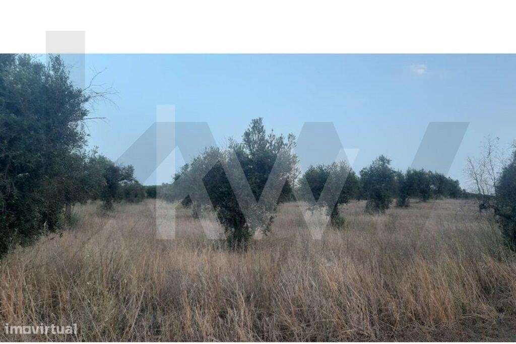Terreno rústico com plantação de Olival em Avis Portalegre - Grande imagem: 5/10