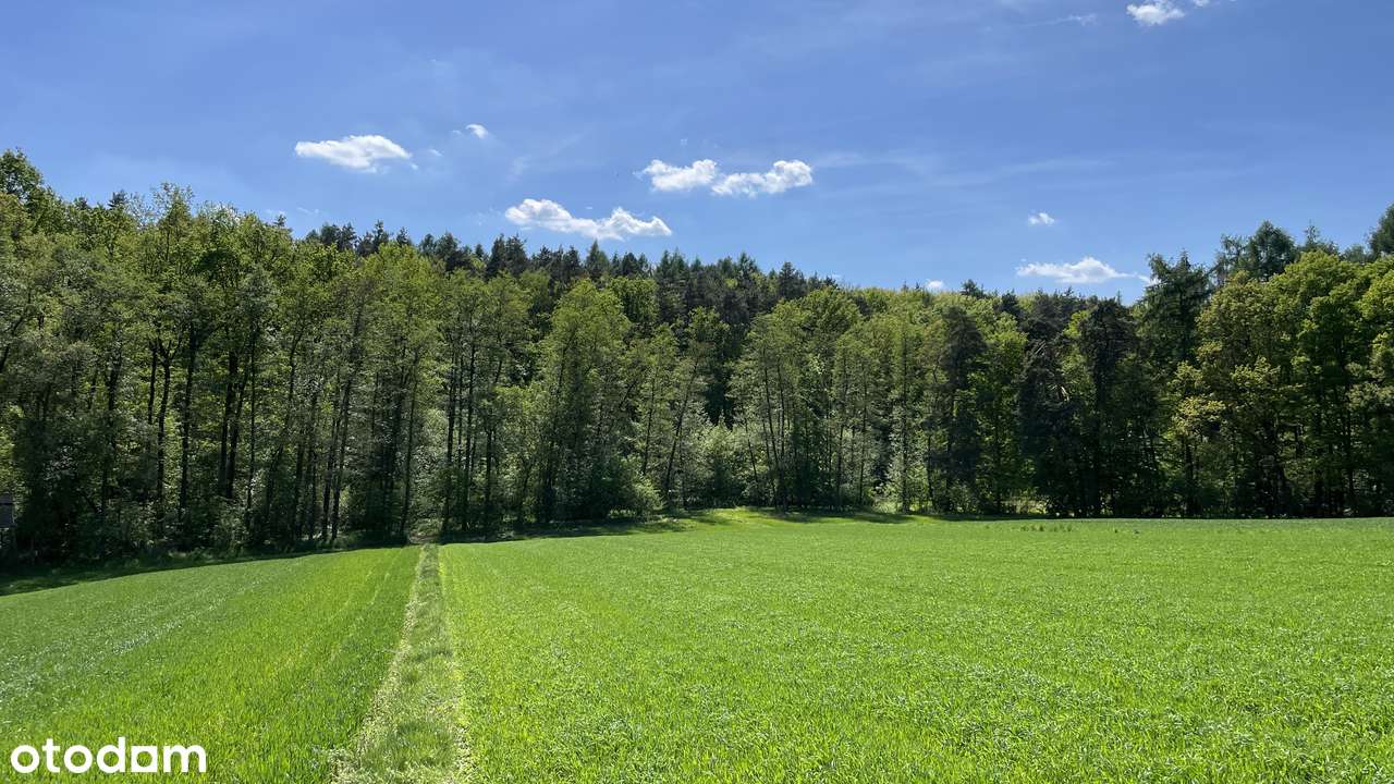 Widokowa otoczona lasem, perełka dla wielbicieli natury - Pełny obrazek: 5/6