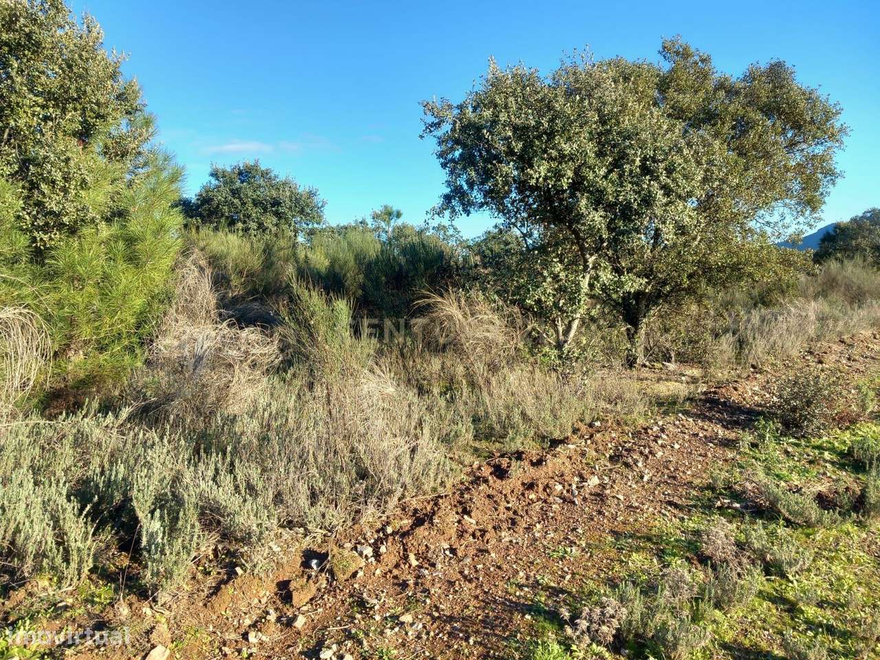 Terreno Rustico em Aranhas - Grande imagem: 5/20