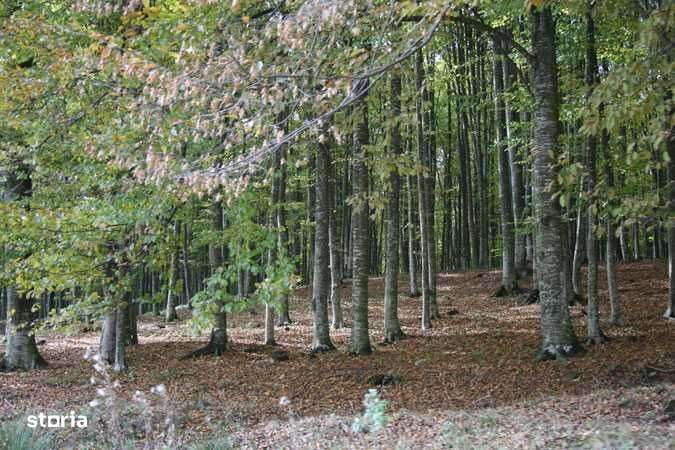 Teren intravilan Proiectul Trestioara langa Brasov - Imagine principală: 4/5