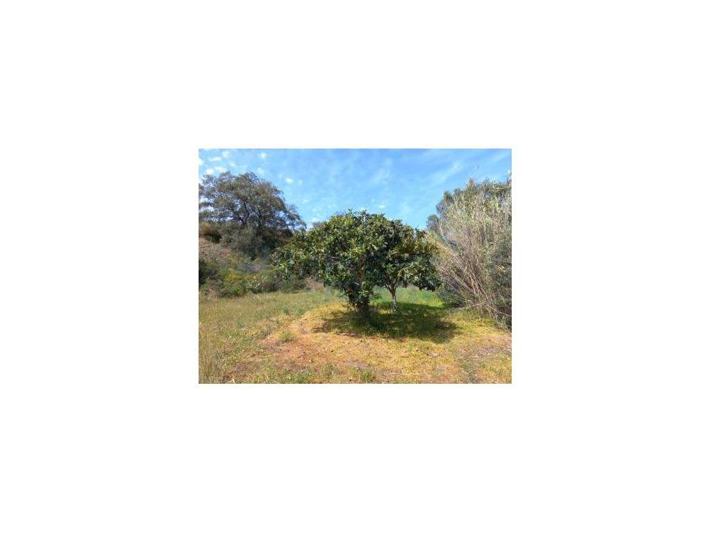 Terreno Rústico - Castro Marim - Grande imagem: 4/4