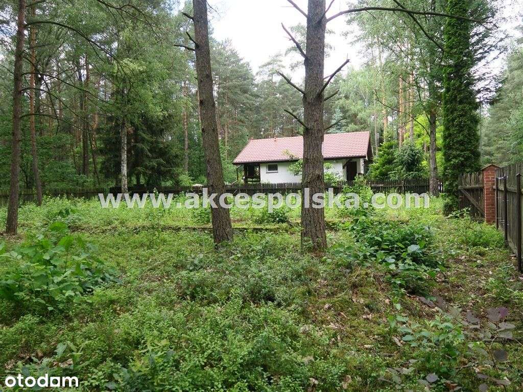 działka z aktualną Wz i starodrzewem-6