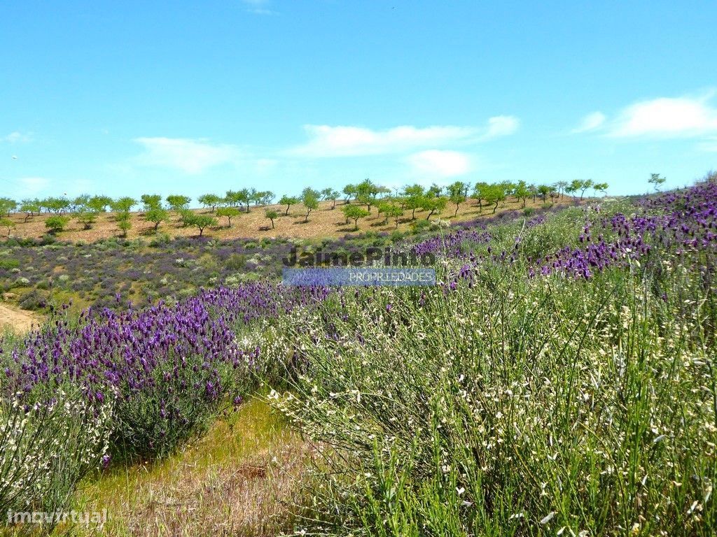 7,8ha p/ construção Casa de Campo e plantações. Trás-os-Montes, Alf... - Grande imagem: 1/9