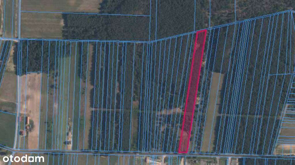 Działka z własnym lasem na sprzedaż Ozorów-3