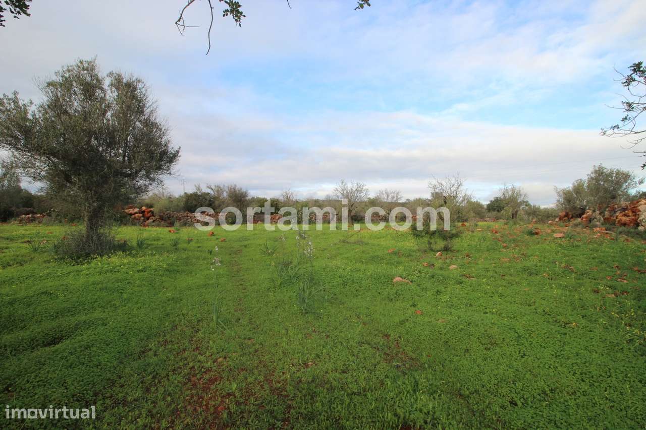 Terreno Rústico  Venda em São Bartolomeu de Messines,Silves - Grande imagem: 2/4