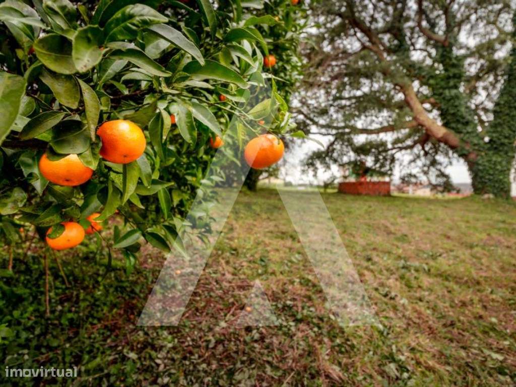 Lote de Terreno para construção de moradia na Sra. Do Monte - Salreu-9