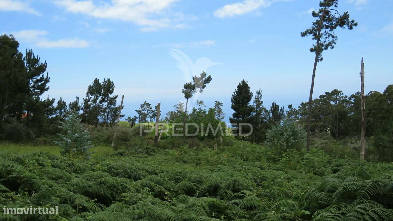 TERRENO NOS CANHAS-PONTA DO SOL  (6.272M2) - Grande imagem: 4/5
