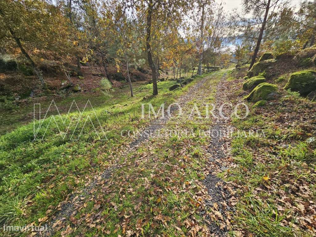 Terreno, Olival de Meanhos-7