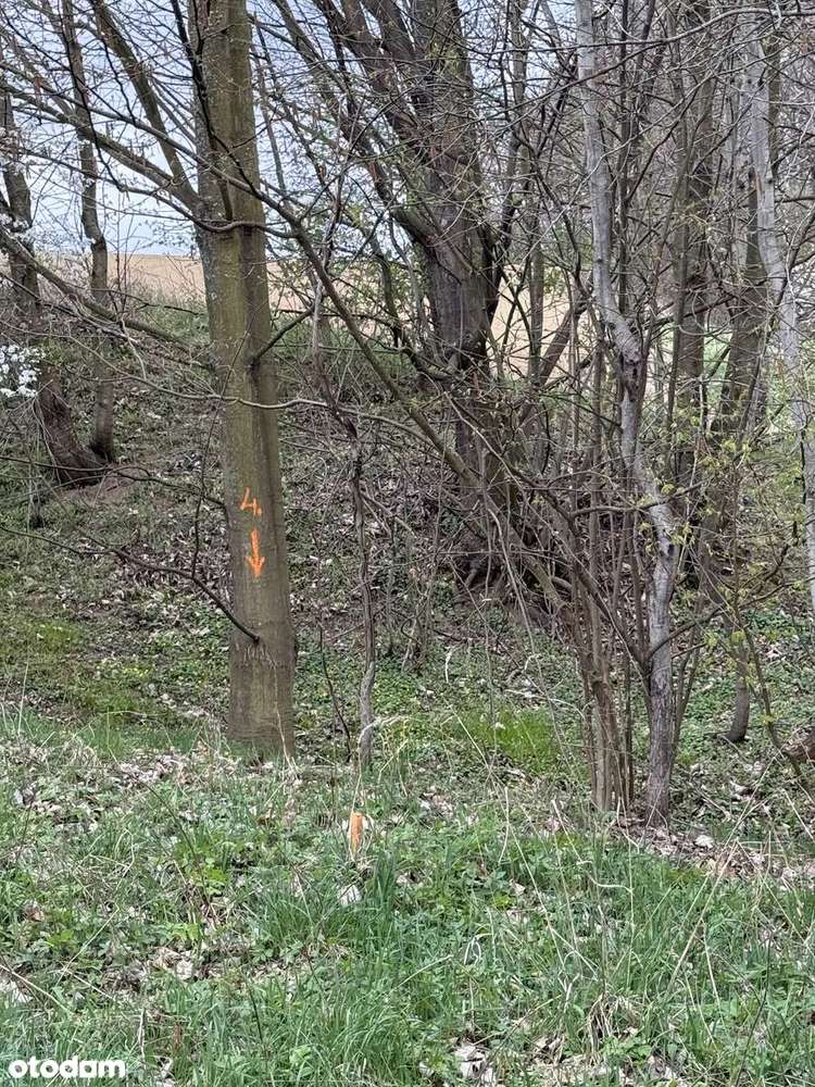 Działka z warunkami zabudowy - las, dostęp do drogi. Inwestycja.-14