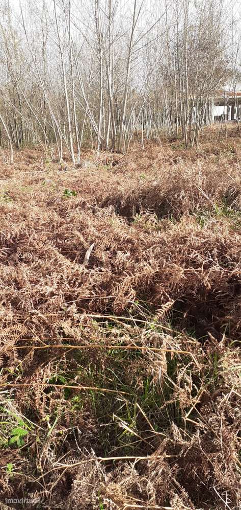 Terreno em Lobão-13