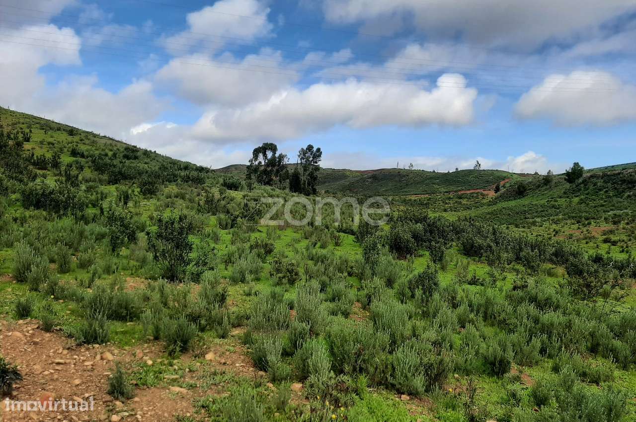 Terreno Rústico de 3 Hectares – Mexilhoeira Grande, Portimão - Grande imagem: 2/16