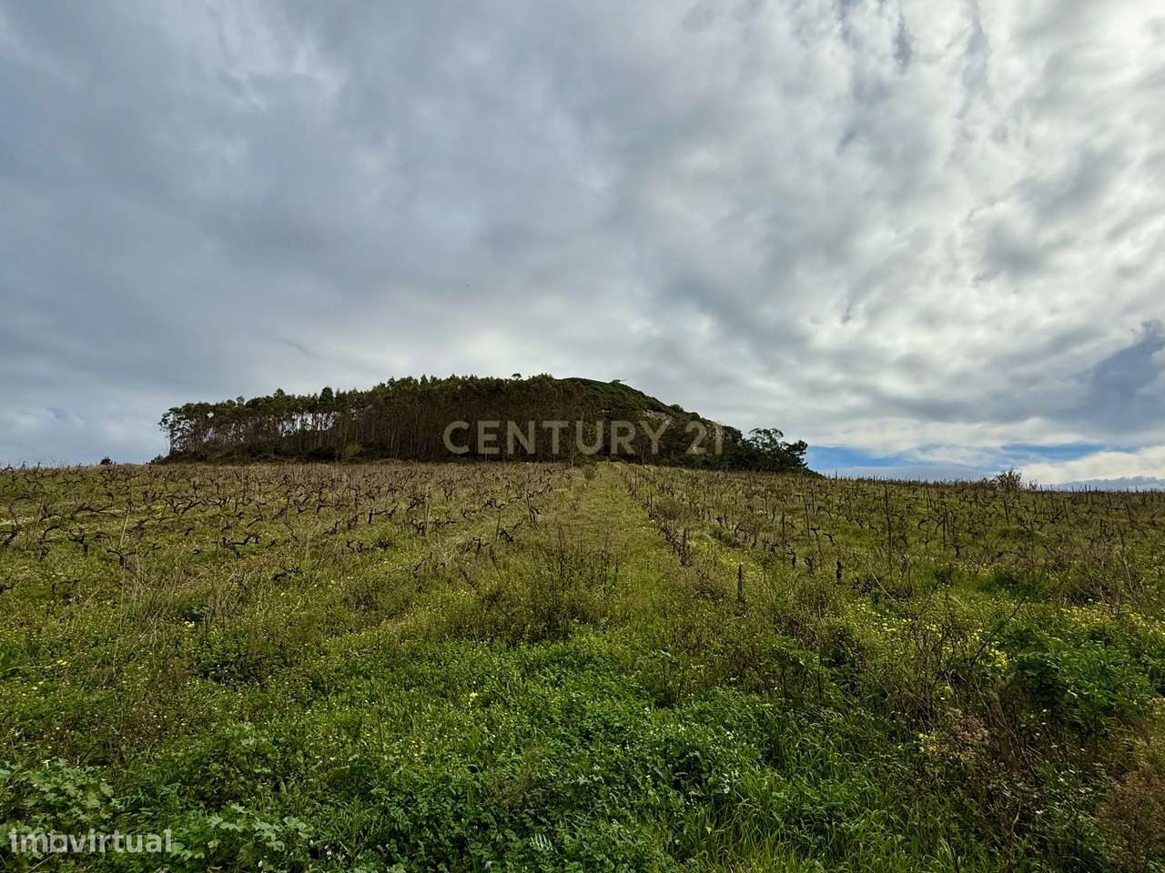 Terreno Rústico c/17 960m2 e vinhas antigas - Grande imagem: 3/11