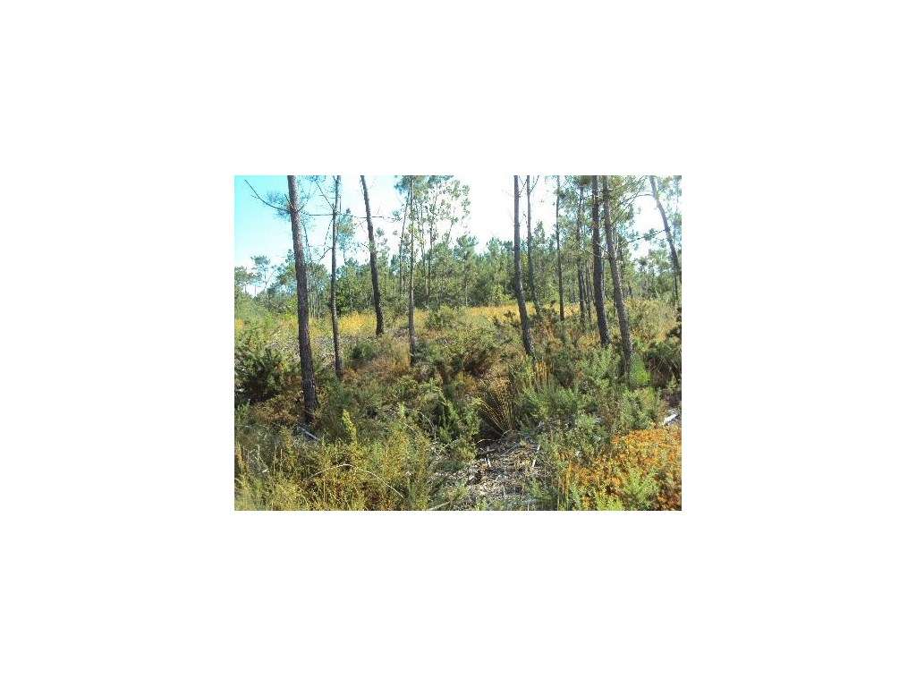 Terreno em Paredes de Coura - Grande imagem: 2/4