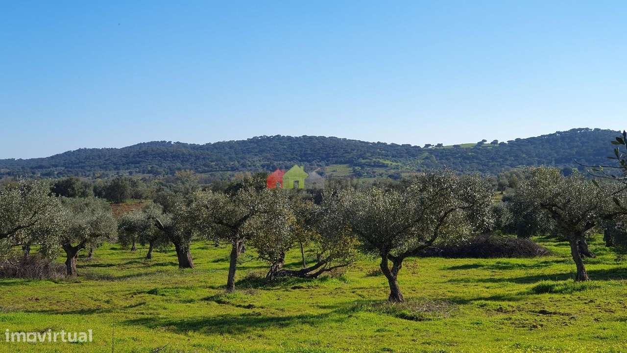 Olival com vinha centenária - Grande imagem: 3/29