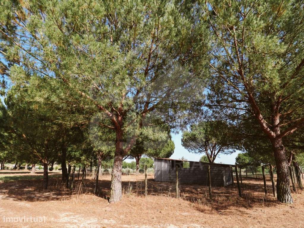 Quinta T5 na Branca-47