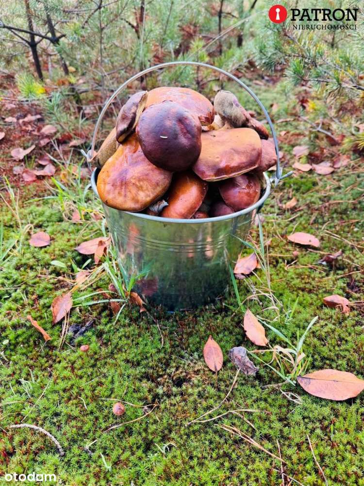 Sprzedam działkę o pow. 2 438 m² w Rurzycy-3