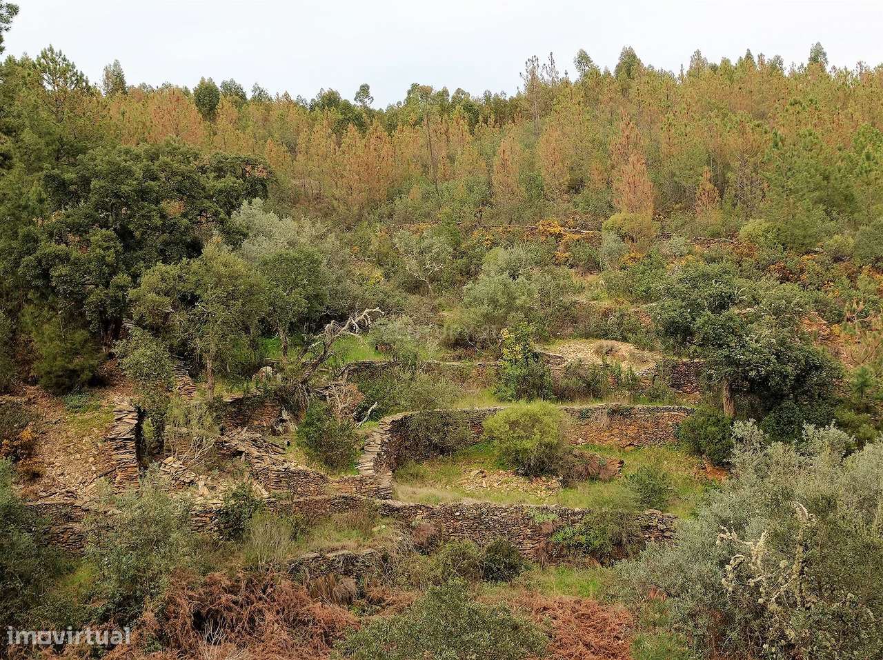 TERRENO RÚSTICO 2000m2 MONTEZAS, CEBOLAIS E  RETAXO, CASTELO BRANCO - Grande imagem: 5/11