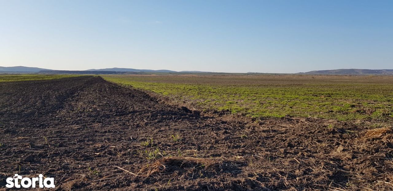 Teren extravilan arabil, 35 ha, pentru cariera de piatra, langa Reghin