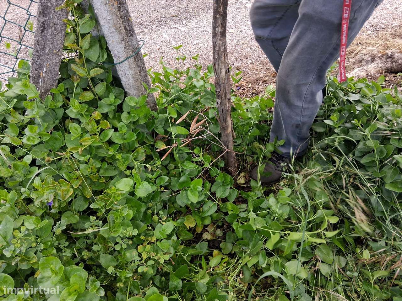 Moradia para Restaurar com Terreno Urbano – Cadaixo, Miranda do Corvo-30