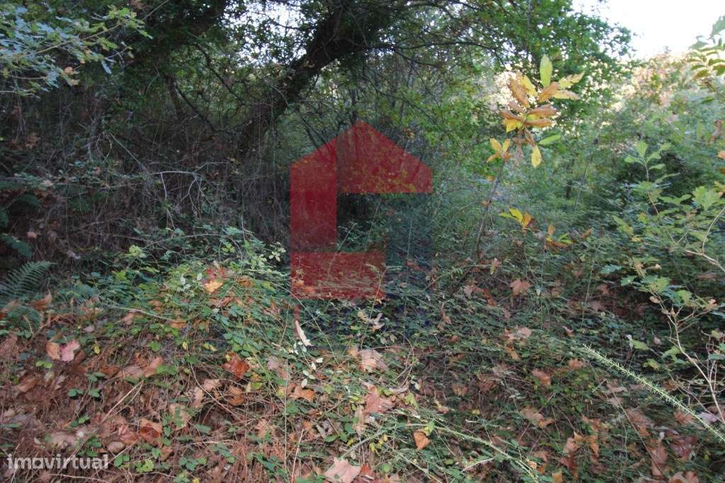 Terreno Agrícola em Oriz São Miguel, Vila Verde - Grande imagem: 4/10