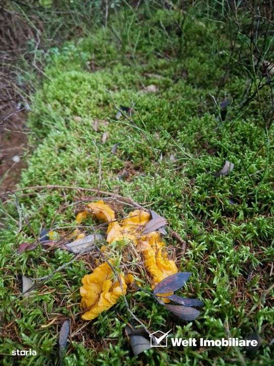 Se vinde teren cat un munte in Apuseni - Poiana Horea-10