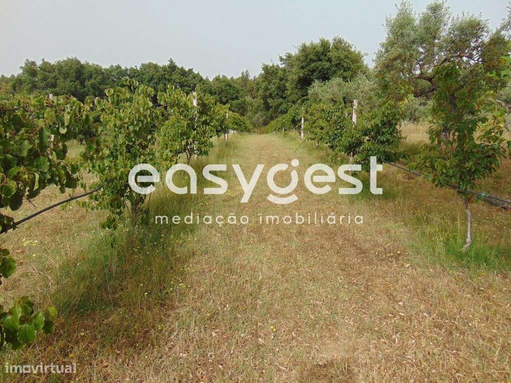 Quinta T0 de 5H situada em São Vicente da Beira, Castelo Branco - Grande imagem: 4/49