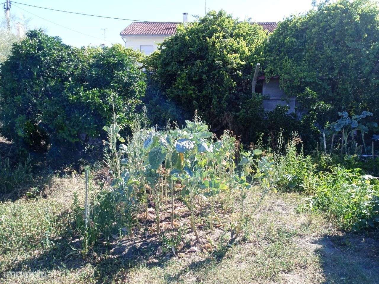 Lote - Grande imagem: 4/5